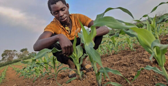 Feeding our Families through Climate-Smart Farming: An update from Benedicto